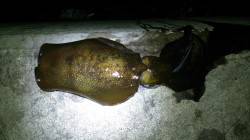 明石港、深夜エギングでアオリ＆コウイカＧＥ…