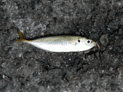 姫路西部、雨上がりの夕方に中島埠頭でサビキの釣果