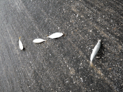 雨の中のサビキ釣り、サイズは大きくなってます