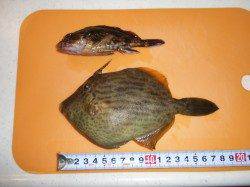 晩酌のあてにマルハゲ狙い　本荘人工島