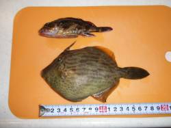 晩酌のあてにマルハゲ狙い　本荘人工島