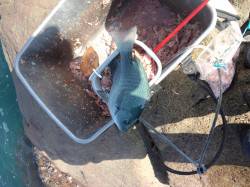 南塩谷、渡船利用でフカセ釣り、グレ・アイゴ…