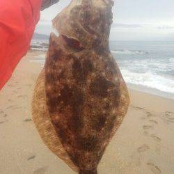 箱石でフラットフィッシュ。43cmのヒラメGET！