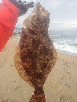 箱石でフラットフィッシュ。43cmのヒラメGET！