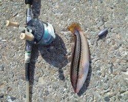 高砂港、穴釣りでガシラ・ベラの釣果