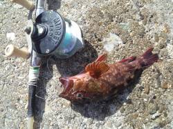 高砂港、穴釣りでガシラ・ベラの釣果