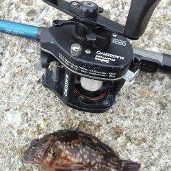 東二見人工島　エギングの合間の穴釣りでガシラ