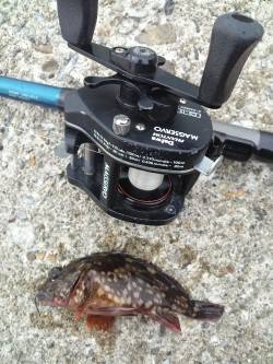 東二見人工島　エギングの合間の穴釣りでガシ…