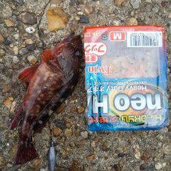 東二見人工島　エギングの合間の穴釣りでガシラ