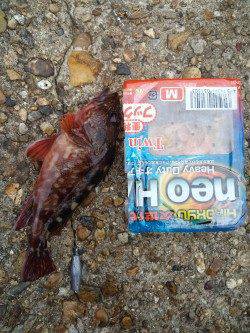 東二見人工島　エギングの合間の穴釣りでガシラ