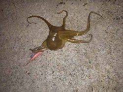 東二見　エギング釣行も上がってきたのはキロクラスのマダコ