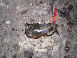 明石港での親子エギング釣果☆