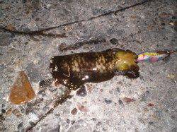 明石港での親子エギング釣果☆