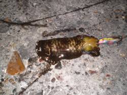 明石港での親子エギング釣果☆