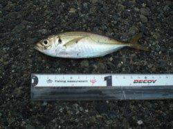 神戸港三突16cmほどのアジをゲット