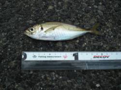 神戸港三突16cmほどのアジをゲット