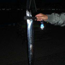 神戸港、早朝サーベリング釣行　86cmキャッチ！