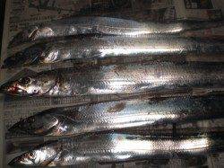 神戸港4,5,6,8防　雨中のウキ釣りでタチウオ狙い　自己記録も達成