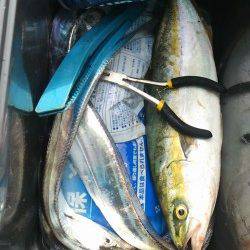 岸和田一文字　朝方にルアーでタチウオ＆ツバス