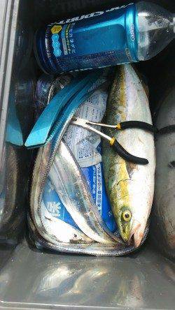 岸和田一文字　朝方にルアーでタチウオ＆ツバス