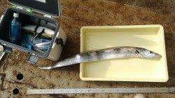 岸和田一文字　朝方にルアーでタチウオ＆ツバス