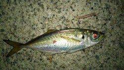 ポーアイでアジング　アジ・ガシラ・サバの釣果