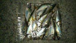 ポーアイでアジング　アジ・ガシラ・サバの釣果