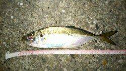 ポートアイランドでアジング、あたりの大半がボトム付近のフォール