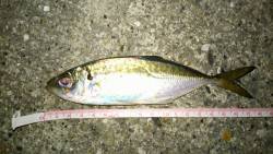 ポートアイランドでアジング、あたりの大半が…