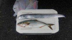 鉄板ルアーで快釣！佐野漁港でルアー釣り、ツバス&タチウオ