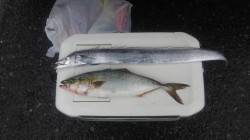 鉄板ルアーで快釣！佐野漁港でルアー釣り、ツ…