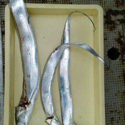 岸和田一文字　ドジョウの引き釣りでタチウオ　強風で釣りづらい