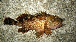 ポートアイランドでアジング、あたりの大半がボトム付近のフォール