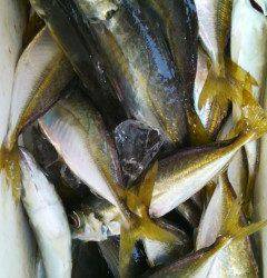 岸和田一文字　サビキのアジ好調☆