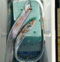 岸和田一文字　ルアー＆ワインドでタチウオ狙える