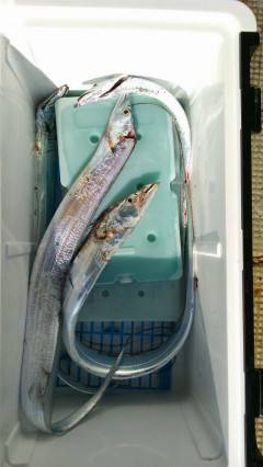 岸和田一文字　ルアー＆ワインドでタチウオ狙…