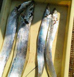 岸和田一文字　ルアー＆ワインドでタチウオ狙える