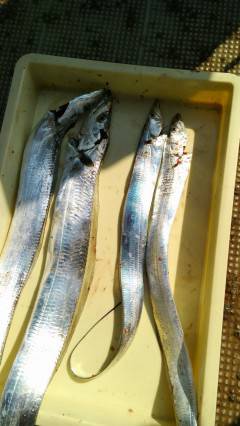 岸和田一文字　ルアー＆ワインドでタチウオ狙える