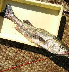 沖の北で75cmのスズキＧＥＴ！アジの飲ませ釣りで