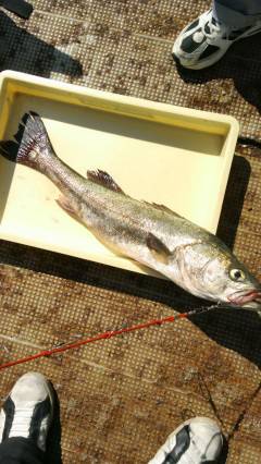 沖の北で75cmのスズキＧＥＴ！アジの飲ま…