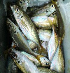 渡船を使ってのサビキ釣り、早朝は入れ食いでした！