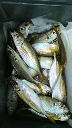 渡船を使ってのサビキ釣り、早朝は入れ食いで…