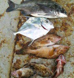 しらさのウキ釣り、チヌ・アコウに珍しいいとひきアジも