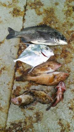 しらさのウキ釣り、チヌ・アコウに珍しいいと…