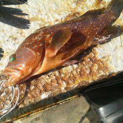 岸和田一文字　シラサのウキ釣りでハネ＆アコウ