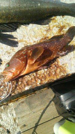 岸和田一文字　シラサのウキ釣りでハネ＆アコウ