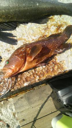 岸和田一文字　シラサのウキ釣りでハネ＆アコ…