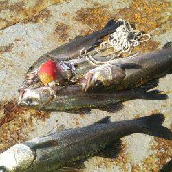 岸和田一文字　シラサのウキ釣りでハネ＆アコウ