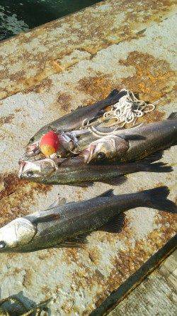 岸和田一文字　シラサのウキ釣りでハネ＆アコウ