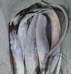 岸和田一文字　ウキ釣りでタチウオ〜80cm6本